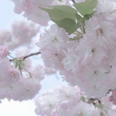 兽设晴天场景绘制福瑞交流群